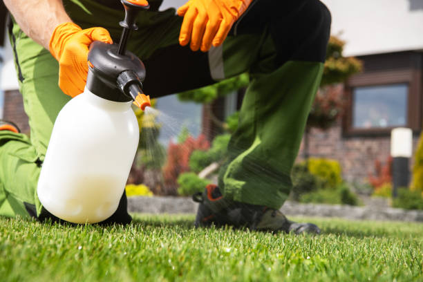 Best Termite Control Services  in Edinburg, VA