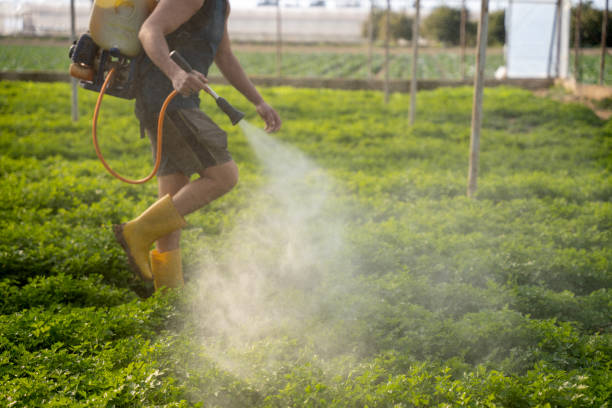Best Affordable Pest Control Services  in Edinburg, VA