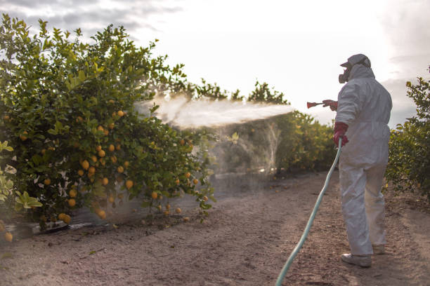 Best Bed Bug Extermination  in Edinburg, VA