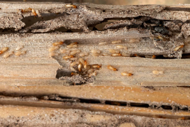 Best Termite Control Services  in Edinburg, VA
