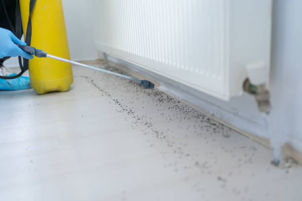 Best Wasp Removal Services  in Edinburg, VA