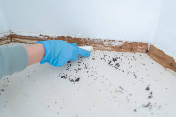 Best Cockroach Control Services  in Edinburg, VA